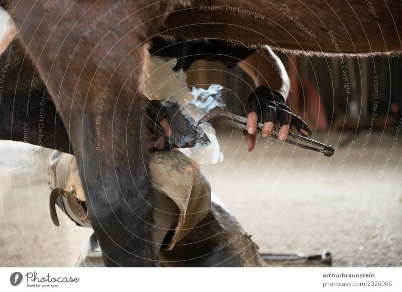 Farrier shoeing the hooves of a horse in the stable Leisure and hobbies Ride Equestrian sports Professional training Blacksmith Farmer Economy Agriculture