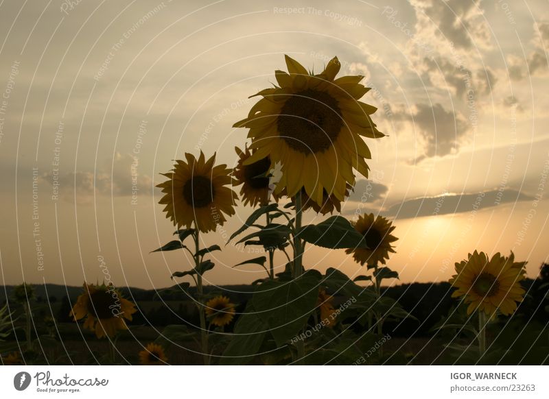 Sunflowers Showdown Back-light Yellow Evening