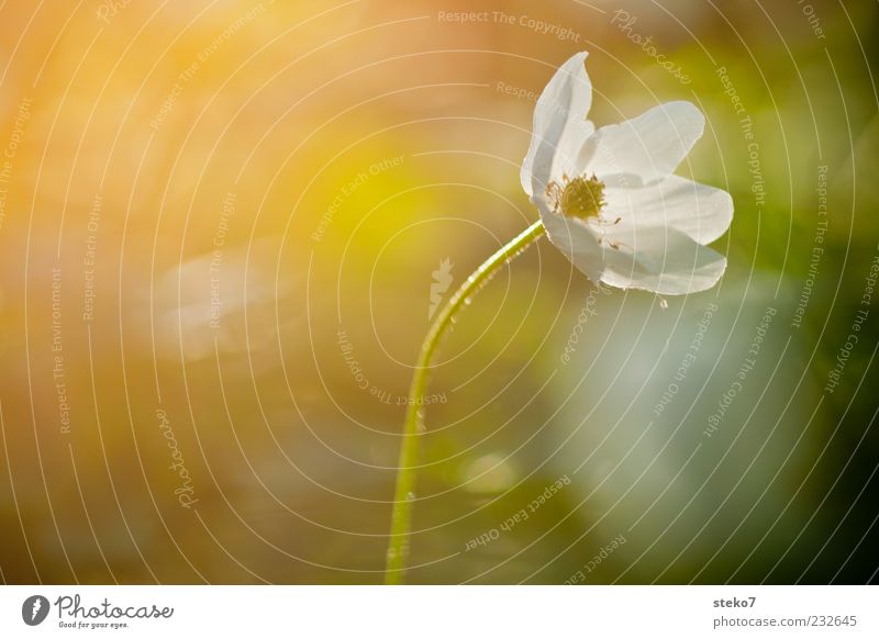 early bloomers Flower Blossom Blossoming Illuminate Uniqueness Warmth Contentment Idyll Nature Growth Wood anemone Colour photo Multicoloured Exterior shot