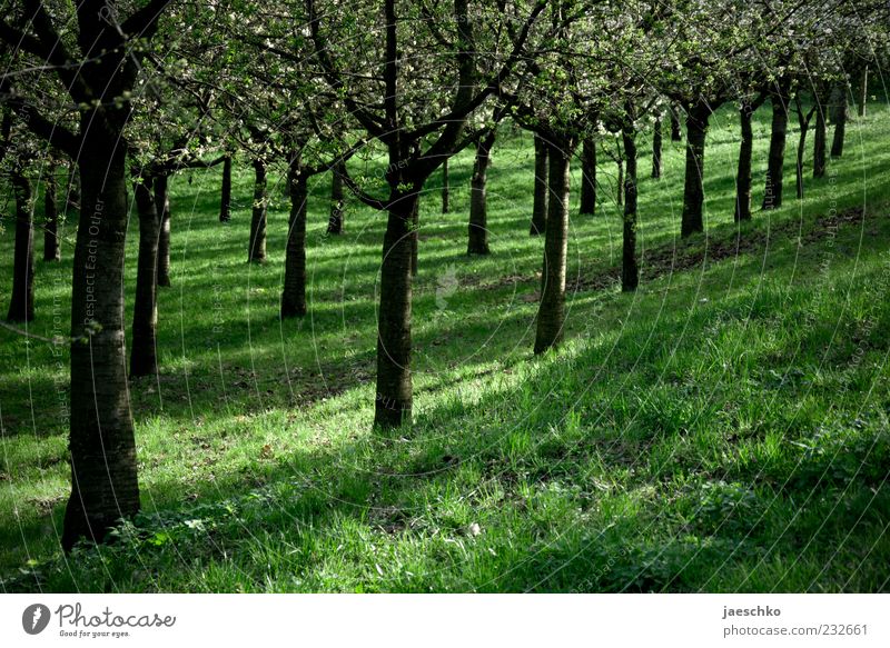 fruit regulations Environment Nature Spring Beautiful weather Tree Agricultural crop Blossoming Green Beaded Arrangement Orderliness Cherry tree Parallel Row