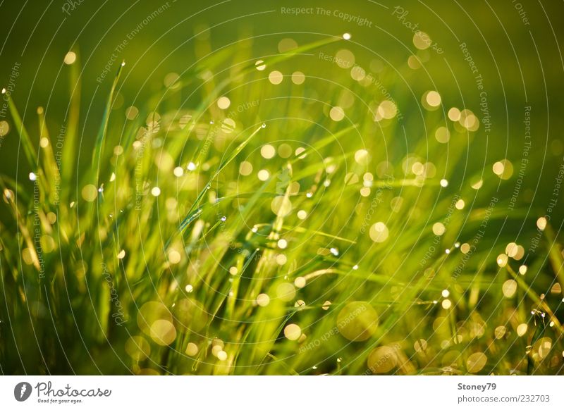 grass Nature Plant Drops of water Sunlight Beautiful weather Grass Meadow Wet Green Dew Glittering Reflection Colour photo Exterior shot Detail Deserted Morning