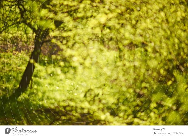 spring frenzy Nature Plant Spring Beautiful weather Tree Leaf Illuminate Fresh Wild Green Spring fever Swirl Seasons Colour photo Exterior shot Abstract