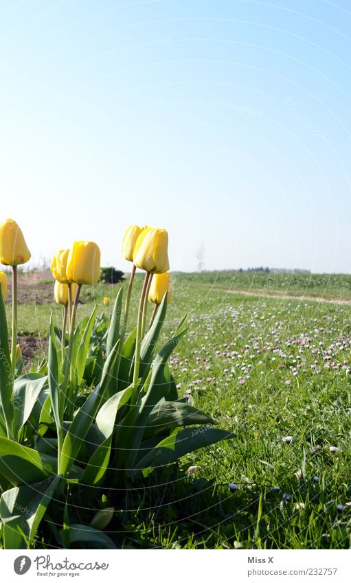 Happy Easter Nature Sky Cloudless sky Spring Beautiful weather Plant Flower Tulip Leaf Blossom Meadow Field Blossoming Fragrance Growth Spring day Spring flower