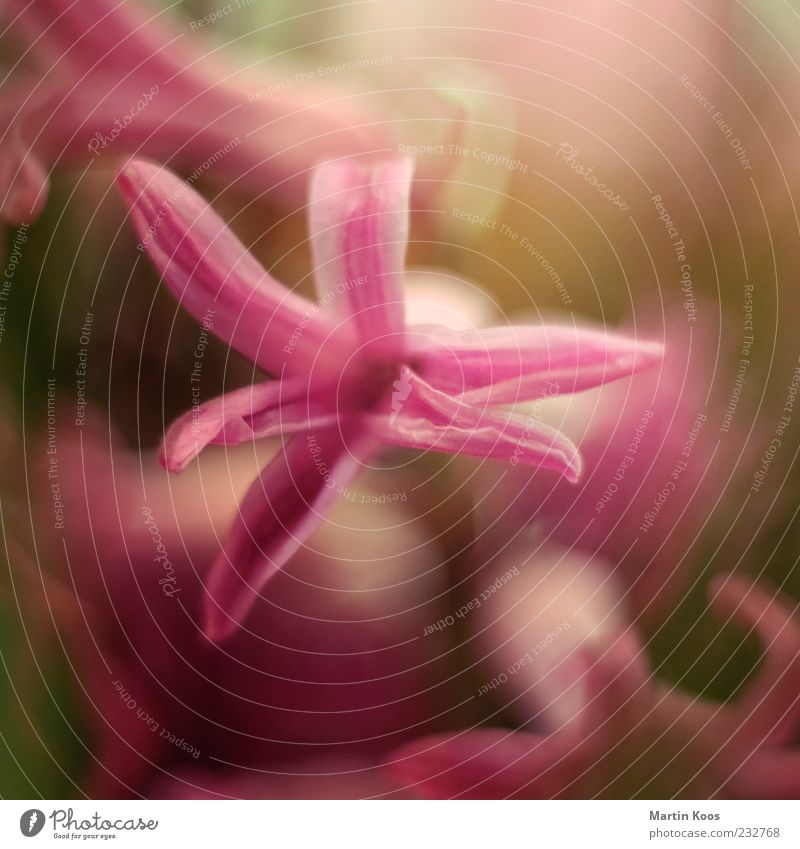 * Nature Plant Flower Blossom Pink Esthetic Colour Growth Star (Symbol) Blossoming Fragrance Decoration Colour photo Multicoloured Interior shot Detail