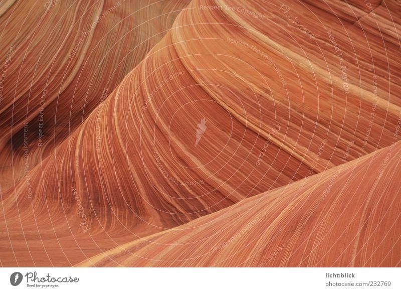 The Wave Nature Hill Rock Canyon Waves Coyote Buttes the wave Arizona Stone Infinity Dry Brown Red Movement Rock formation Sandstone Colour photo Exterior shot