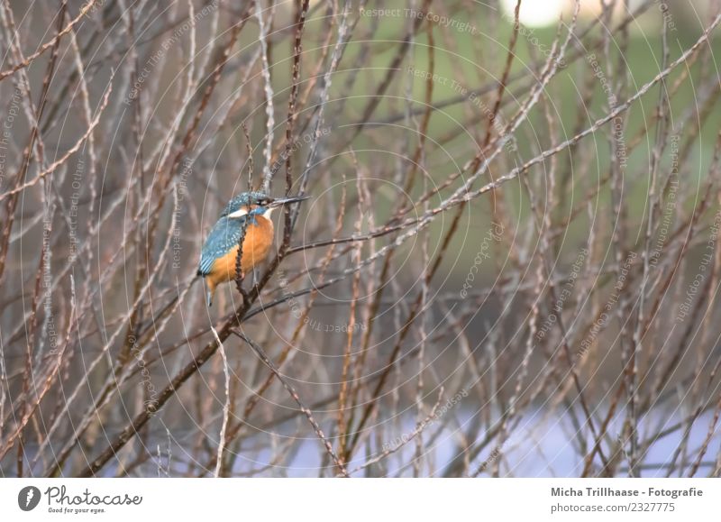 Kingfisher in tree Environment Nature Animal Water Sun Plant Tree Branch Twig Brook River Wild animal Bird Animal face Wing Claw Beak Feather Eyes 1 Observe