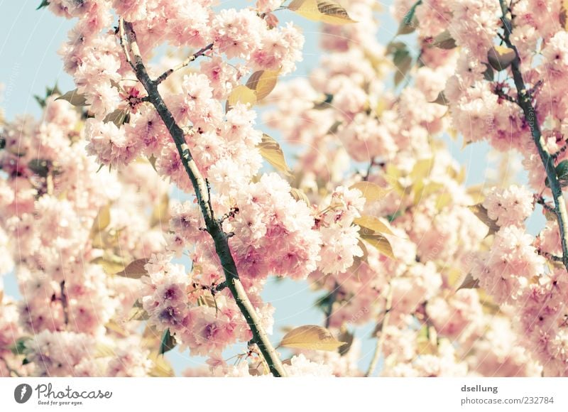 girl's photo Plant Spring Beautiful weather Tree Blossom Cherry tree Cherry blossom Pink White Delicate Colour photo Exterior shot Close-up Deserted Day Light