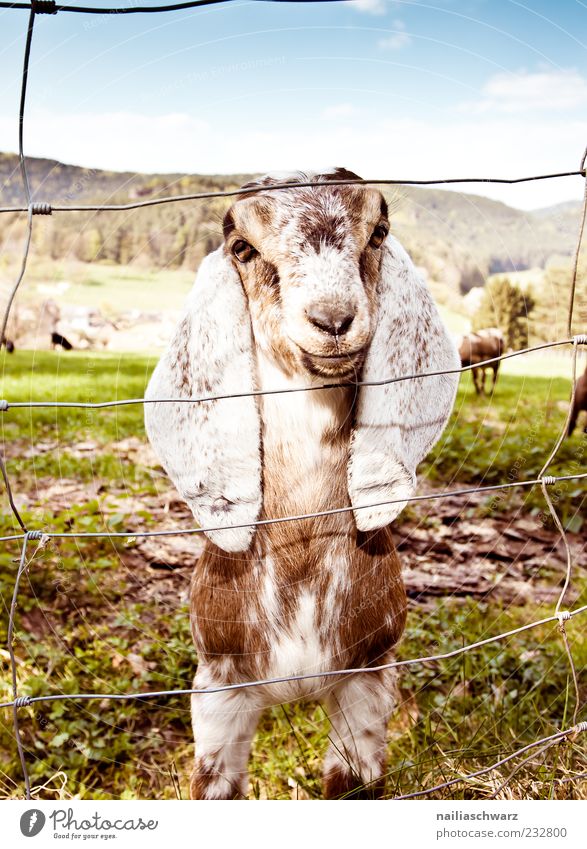 Old Goat On A Farm Stock Photo, Picture and Royalty Free Image