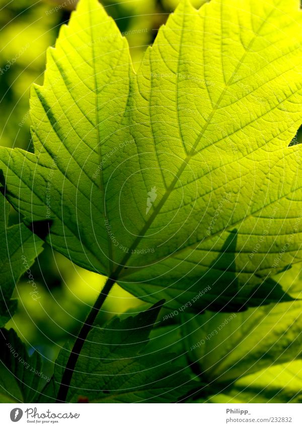 Maple leaf against the light Nature Plant Leaf Foliage plant Colour Bright green Dark green Shadow Back-light X-rayed Leaf green Rachis Silhouette Detail