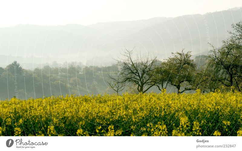 Rape field in front of trees and mountains immersed in fog Trip Hiking Environment Nature Landscape Plant Sky Sunlight Spring Beautiful weather Fog Tree Blossom