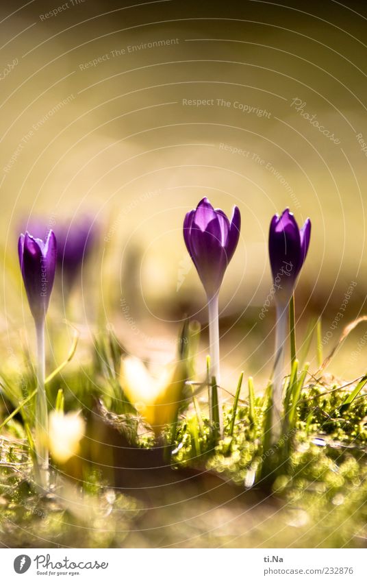 he was just there. Spring Beautiful weather Plant Crocus Meadow Blossoming Growth Bright Yellow Green Violet Spring fever Colour photo Close-up Deserted Day