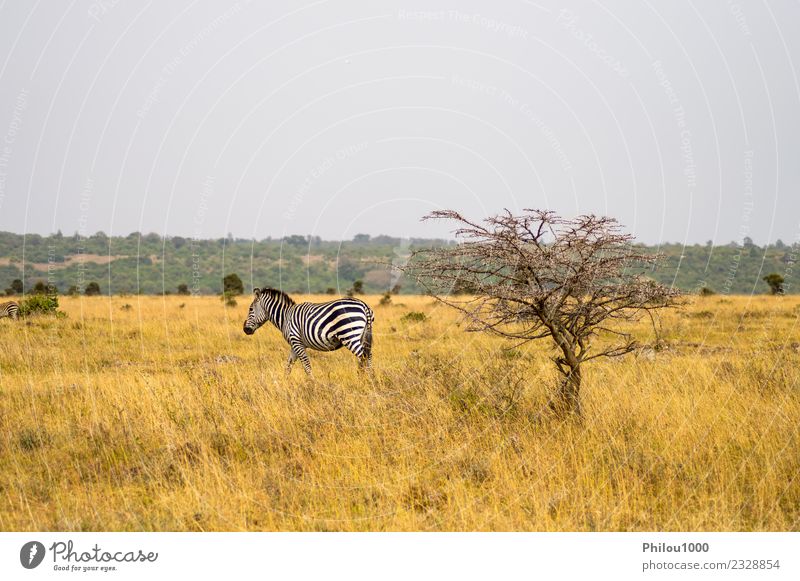 Isolated zebra in the savannah Skin Vacation & Travel Adventure Safari Group Environment Nature Landscape Animal Sky Grass Park Street Horse Stripe Natural Wild