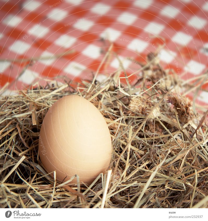 country bumpkin Food Egg Hen's egg Organic produce Vegetarian diet Easter Wait Nest Straw Hay Country life Fresh Checkered Colour photo Multicoloured