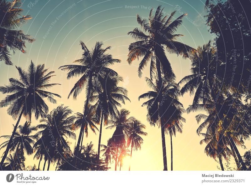 Coconut palm trees silhouettes at sunset, vacation concept. Exotic Beautiful Relaxation Vacation & Travel Adventure Freedom Summer Summer vacation Sun Beach