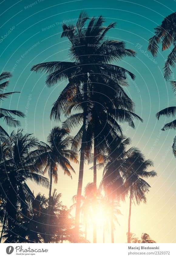 Coconut palm trees silhouettes at sunset, vacation concept. Exotic Relaxation Calm Vacation & Travel Tourism Trip Adventure Freedom Summer Summer vacation Sun