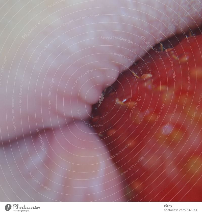 your strawberry mouth Food Fruit Strawberry Mouth Lips To enjoy Delicious Colour photo Exterior shot Detail Day Macro (Extreme close-up) Close-up Nutrition