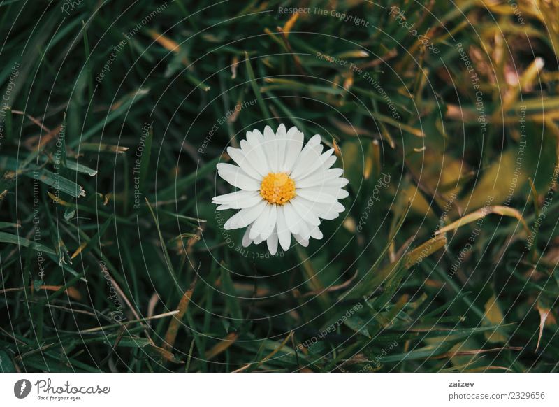 a single daisy seen from above with its white flower Beautiful Summer Garden Wallpaper Nature Plant Flower Leaf Blossom Wild plant Park Meadow Fresh Natural