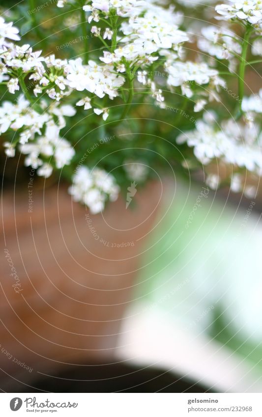 bowflowers Nature Plant Blossom Iberis Fragrance Soft Colour photo Exterior shot Copy Space bottom Shallow depth of field Pot plant Deserted Growth Detail