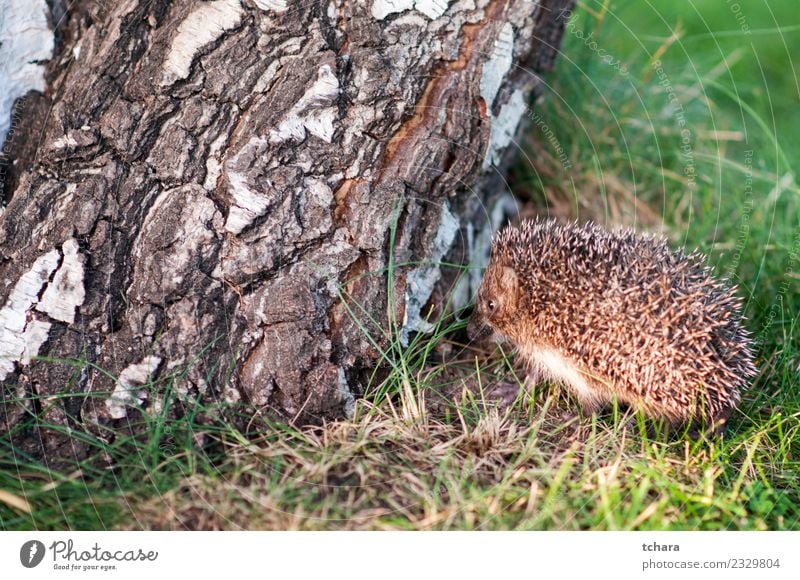 Small hedgehog Summer Garden Nature Animal Autumn Tree Grass Moss Leaf Forest Natural Cute Thorny Wild Brown Gray Green Protection Hedgehog European wildlife
