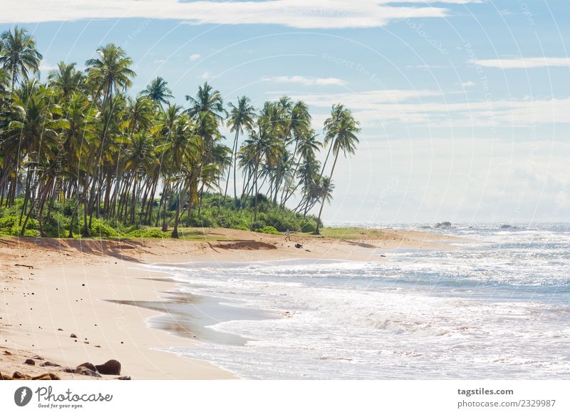 Sri Lanka, Rathgama - Beautiful natural beach Asia Bay Beach breakers calming Coast Dreamily Horizon Idyll Illuminate Island Landscape Nature Ocean Palm tree