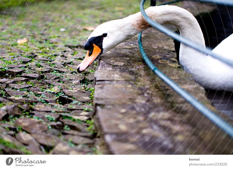 grazing Nature Park Animal Wild animal Swan Animal face Beak Head Neck 1 Stone To feed Appetite Handrail Barrier Colour photo Subdued colour Exterior shot Day