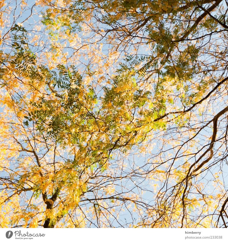 autumn networks Environment Nature Summer Autumn Climate Beautiful weather Plant Tree Multicoloured Yellow Treetop Leaf Background picture Sky Seasons