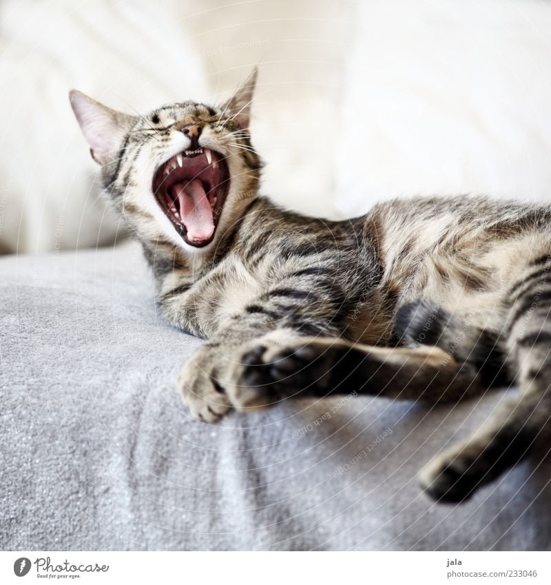 to be winnowed... Animal Pet Cat 1 To enjoy Fatigue Yawn Colour photo Interior shot Deserted Neutral Background Light Animal portrait Set of teeth Muzzle Pelt