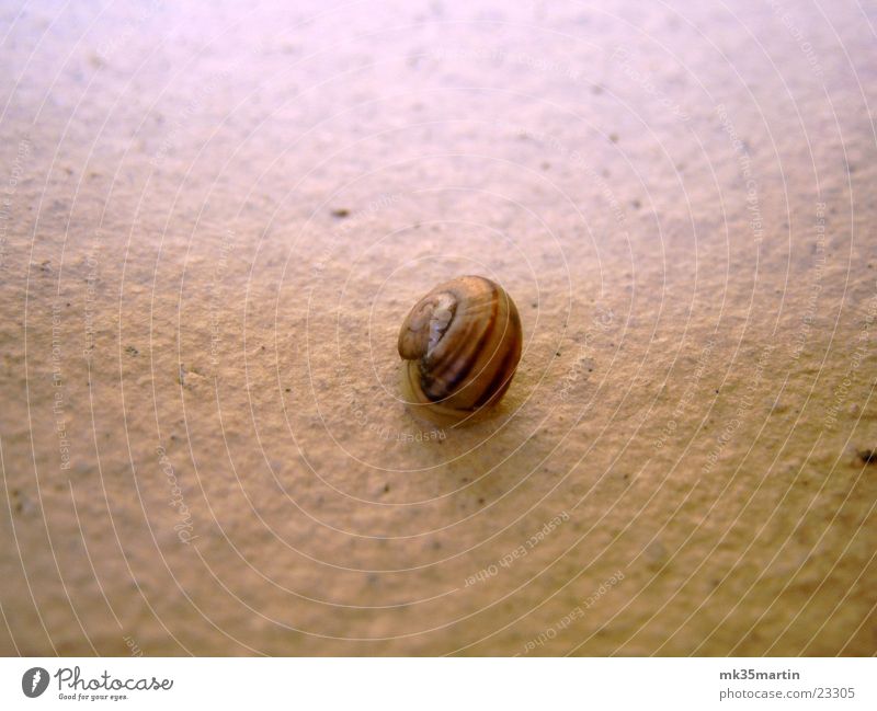 Schnecki Light Crawl Snail shell baby snail Stone