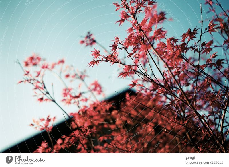 blood red Environment Nature Sky Plant Tree blood fan maple Maple tree Maple leaf House (Residential Structure) Gable Blue Red Calm Colour photo Exterior shot