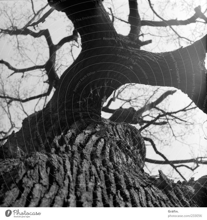 I've been through a lot... Nature Tree Old Fat Gigantic Gray Black White Power Oak tree Tree trunk Branch Twig Tree bark Branched Black & white photo