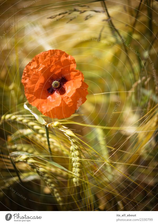Poppy with ears of corn Nature Plant Summer Flower Blossom Agricultural crop Field Gold Red Poppy blossom Wheat Wheatfield Wheat ear Colour photo Exterior shot