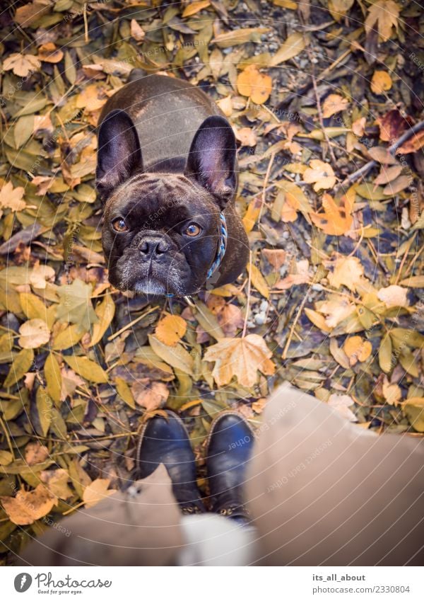Barnie in autumn Nature Animal Pet Dog 1 Brown Autumn French Bulldog frenchie Colour photo Subdued colour Exterior shot Bird's-eye view Animal portrait Looking
