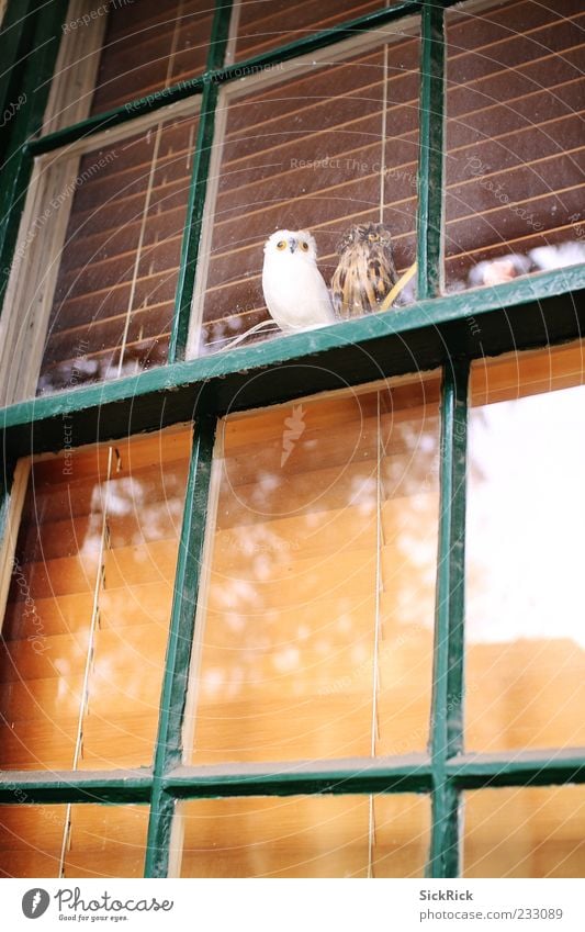 Owls Window Animal Owl birds 2 Calm Looking Reflection False Venetian blinds Colour photo Exterior shot Deserted Copy Space bottom Copy Space middle Day