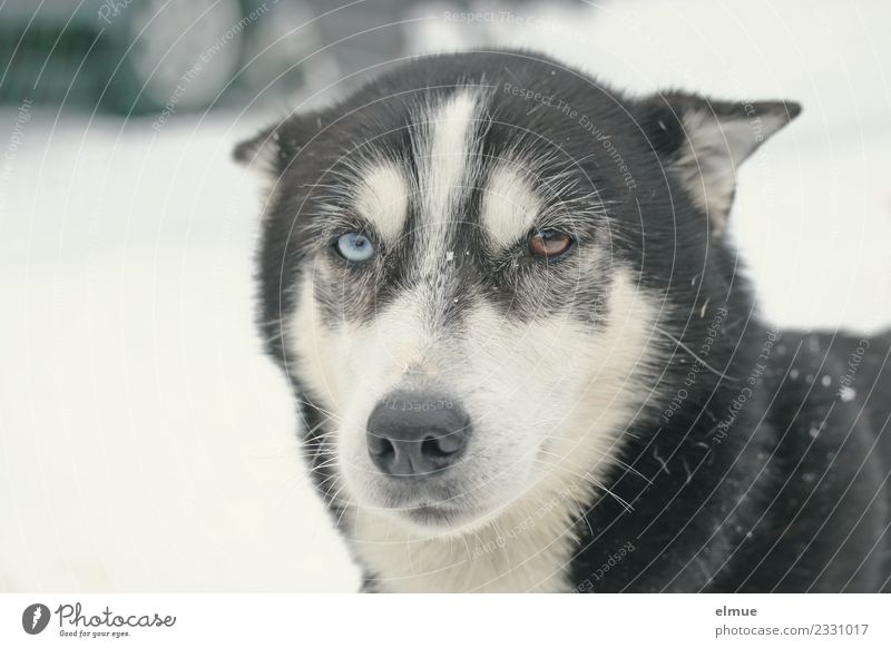 Portrait of a sled dog Leisure and hobbies Winter Dog Sled dog Husky Nose Snout Pelt Observe Communicate Looking Athletic Blue Brown Power Brave Trust