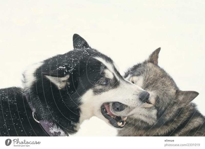 two playing huskies Winter Snow Dog Husky Sled dog Sled dog race Pelt Snout Playing Esthetic Authentic Healthy Together Happy Beautiful Cuddly Natural Joy