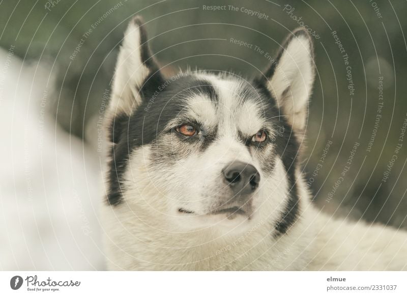 Portrait of a Husky Winter Snow Dog Sled dog Ear Eyes Snout Pelt Observe Listening Looking Esthetic Athletic Authentic Cuddly Near Power Trust Beautiful