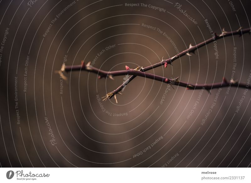 prickly Environment Nature Winter Plant Bushes Blossom Wild plant Twigs and branches Thorn Prickly bush Forest Perspective Cross Brown Thorny Touch Growth Dark