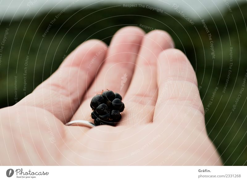 Blackberry harvest Feminine Hand Fingers 1 Human being 30 - 45 years Adults Environment Nature Landscape Plant Summer Autumn Wild plant Eating Healthy