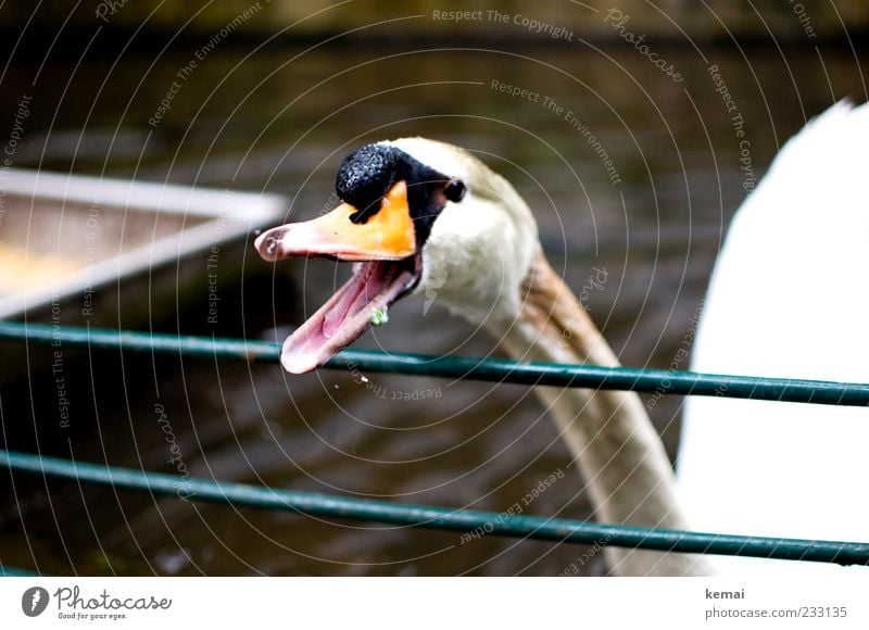 Tear open the beak Environment Nature Animal Wild animal Swan Animal face Beak Head 1 Scream Aggression Anger Open Tongue Dangerous Colour photo Exterior shot