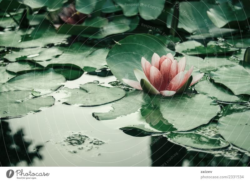 pink aquatic flower floating on a lake with leaves Elegant Beautiful Summer Garden Nature Plant Water Spring Flower Leaf Blossom Wild plant Park Pond Lake Love