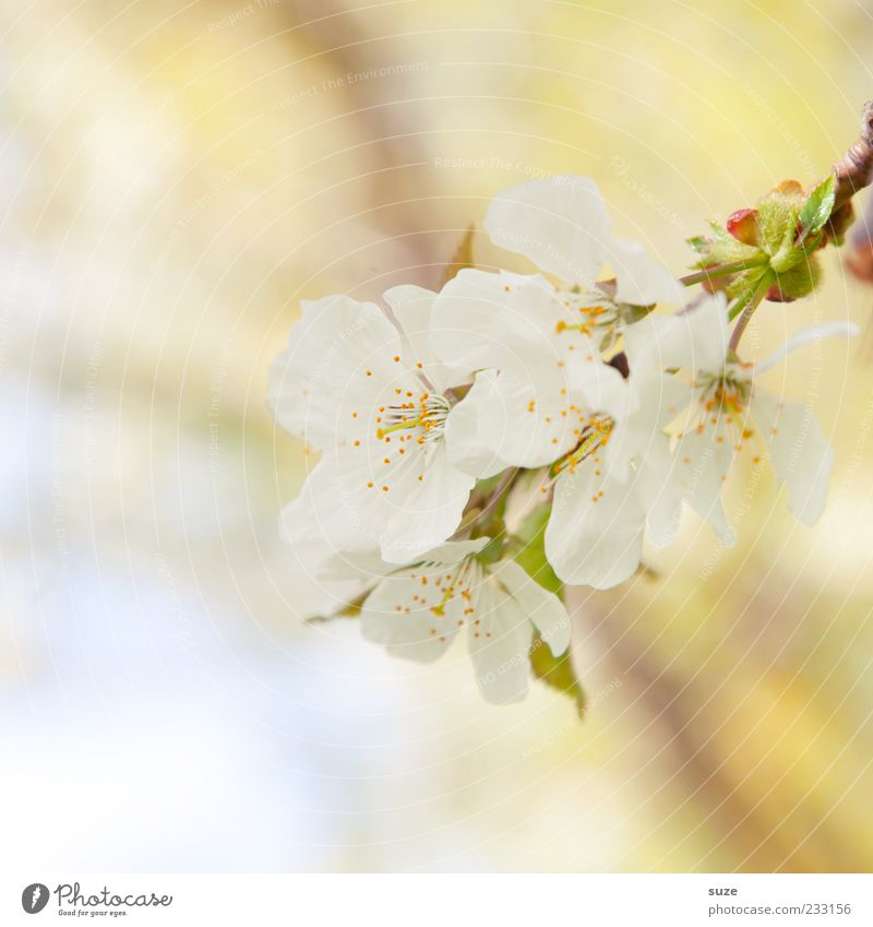 temptation Fragrance Environment Nature Plant Spring Blossom Blossoming Growth Fresh Bright Natural Yellow White Moody Spring fever Blossom leave Delicate