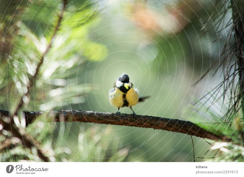 Tit Beautiful Winter Garden Environment Nature Animal Tree Park Forest Bird Sit Bright Small Natural Wild Blue Yellow Green White Trust Appetite Colour titmouse