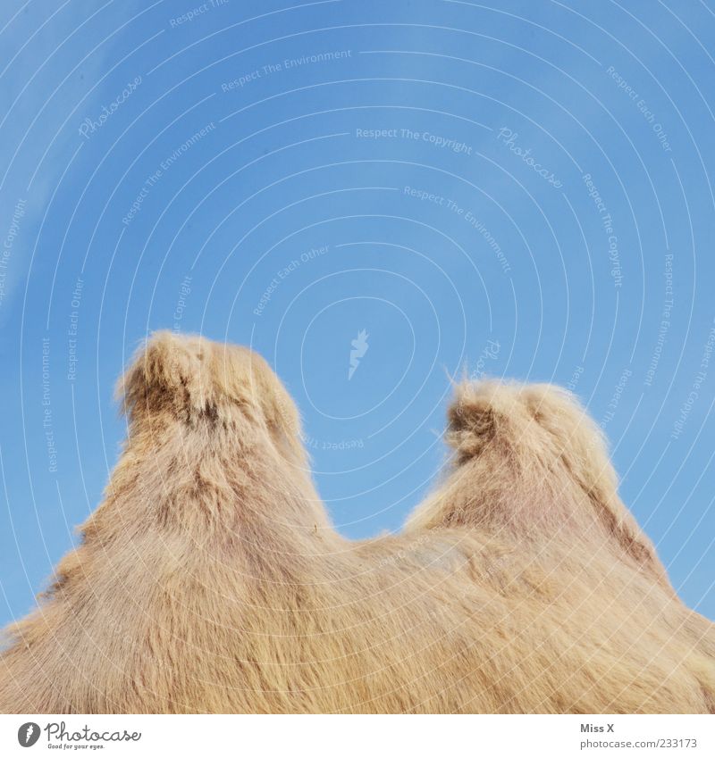 who am I Cloudless sky Animal Farm animal Wild animal Pelt 1 Cuddly Camel hump Colour photo Multicoloured Exterior shot Detail Deserted Copy Space top