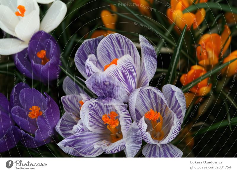 crocuses in bloom Environment Nature Plant Spring Flower Blossom Wild plant Pot plant Crocus Garden Fresh Together Beautiful Natural Many Multicoloured Violet
