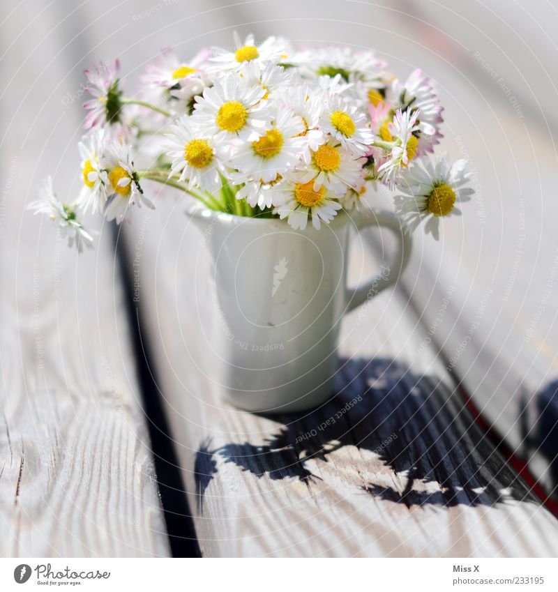 Little greeting Mother's Day Plant Sunlight Spring Summer Flower Blossom Blossoming Fragrance Beautiful Kitsch Daisy Vase Bouquet Flower vase Small Miniature