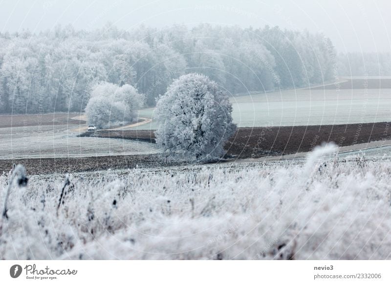 Winter landscape with bushes and snow-covered trees Environment Nature Landscape Plant Climate Climate change Weather Ice Frost Snow Snowfall Tree Bushes