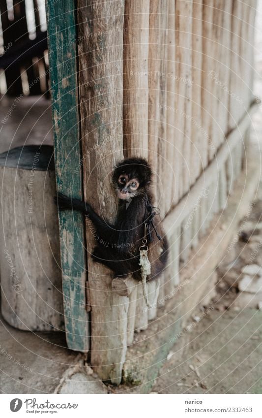 Mexico IV Environment Nature Animal Pet Monkeys Young monkey 1 Baby animal Hang Crouch Sit Colour photo Subdued colour Exterior shot Copy Space top Day Looking