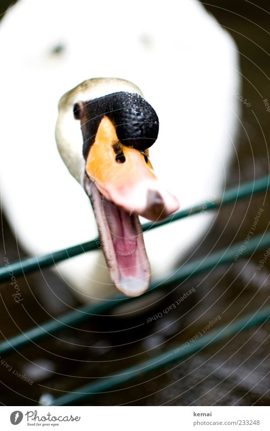 Donald Duck Environment Nature Animal Wild animal Swan Animal face Beak 1 Scream Aggression Catch Bite Tongue Handrail Barrier Dangerous Colour photo