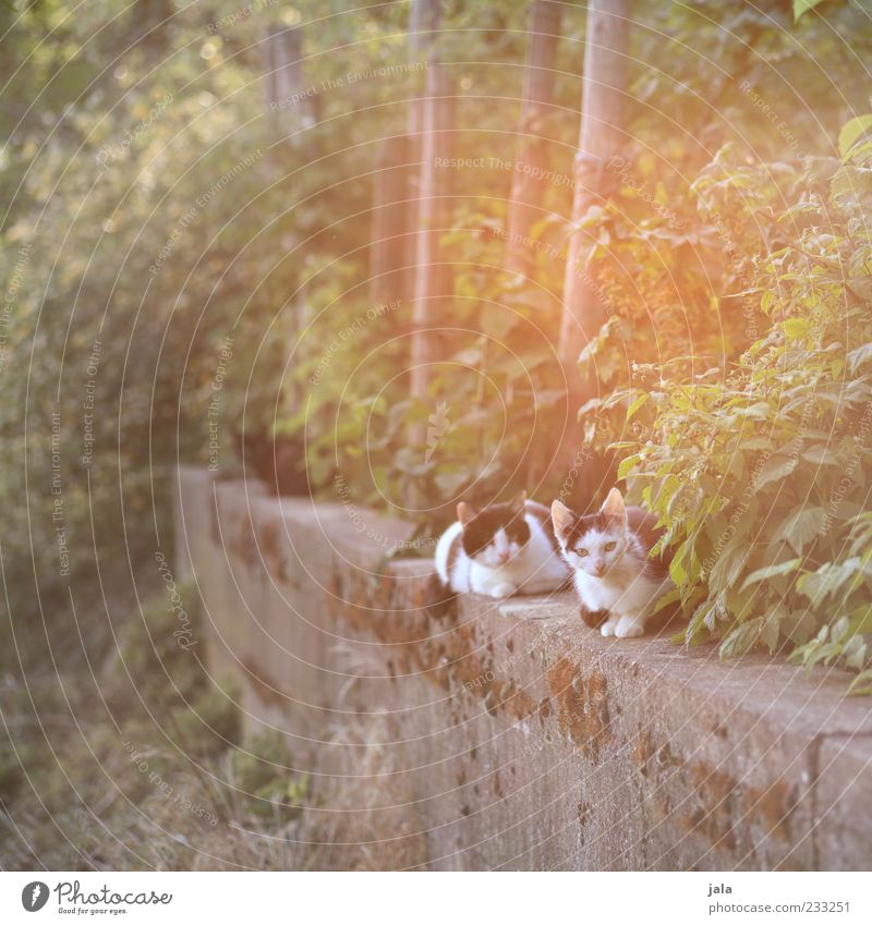 sunny day Plant Bushes Animal Pet Cat 3 Relaxation Sit Bright Beautiful Colour photo Exterior shot Deserted Twilight Light Light (Natural Phenomenon) Sunlight