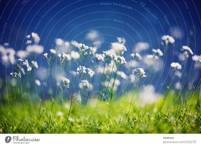 lawn blossom Nature Spring Plant Flower Grass Wild plant Spring flower Meadow Blossoming Fragrance Spring fever Colour photo Exterior shot Deserted